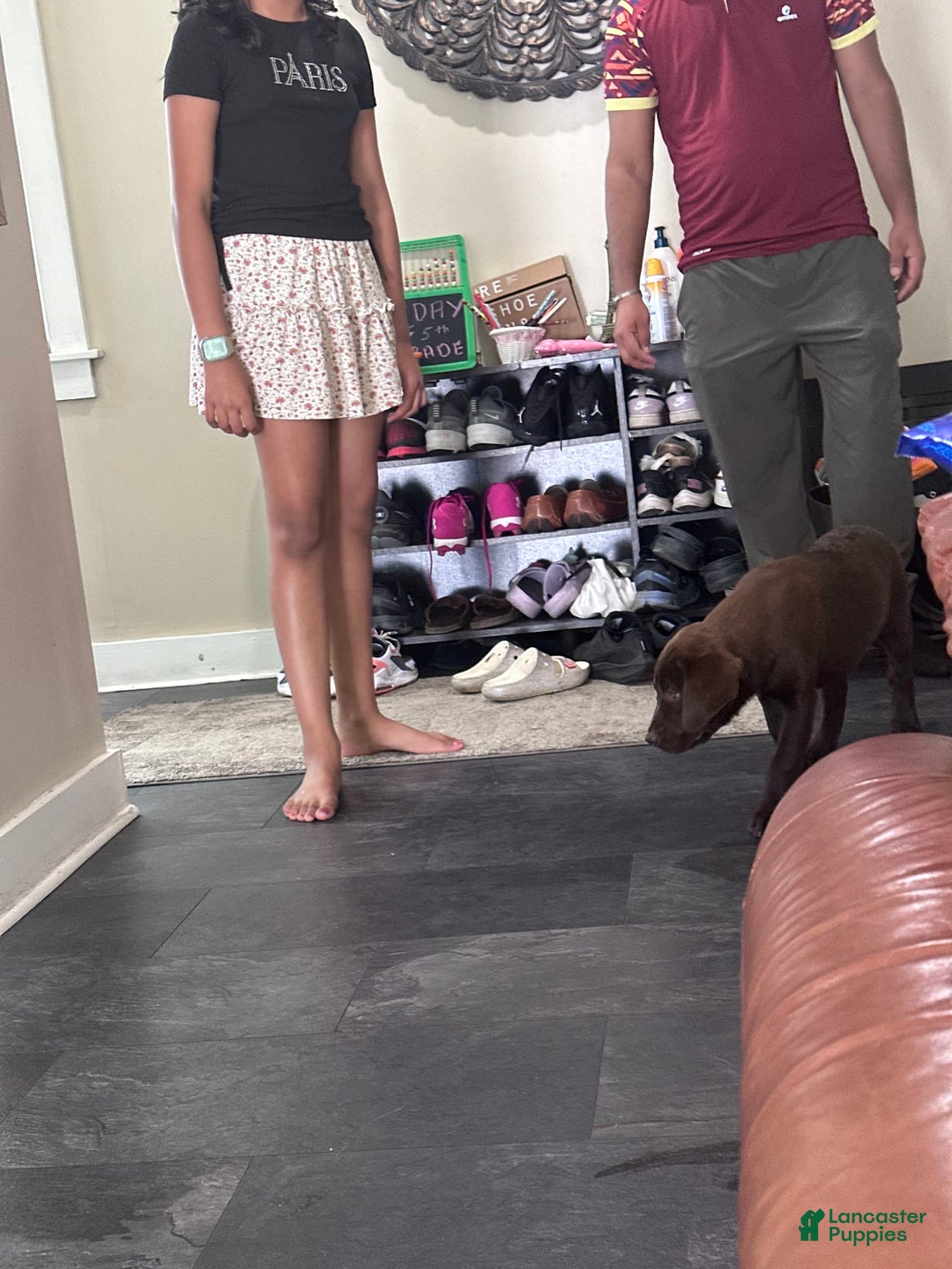 Labrador Retriever dogs for sale: Rocky - Image 2