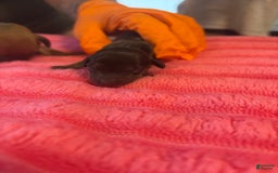 Dachshund dogs for sale: Reba - Image 1