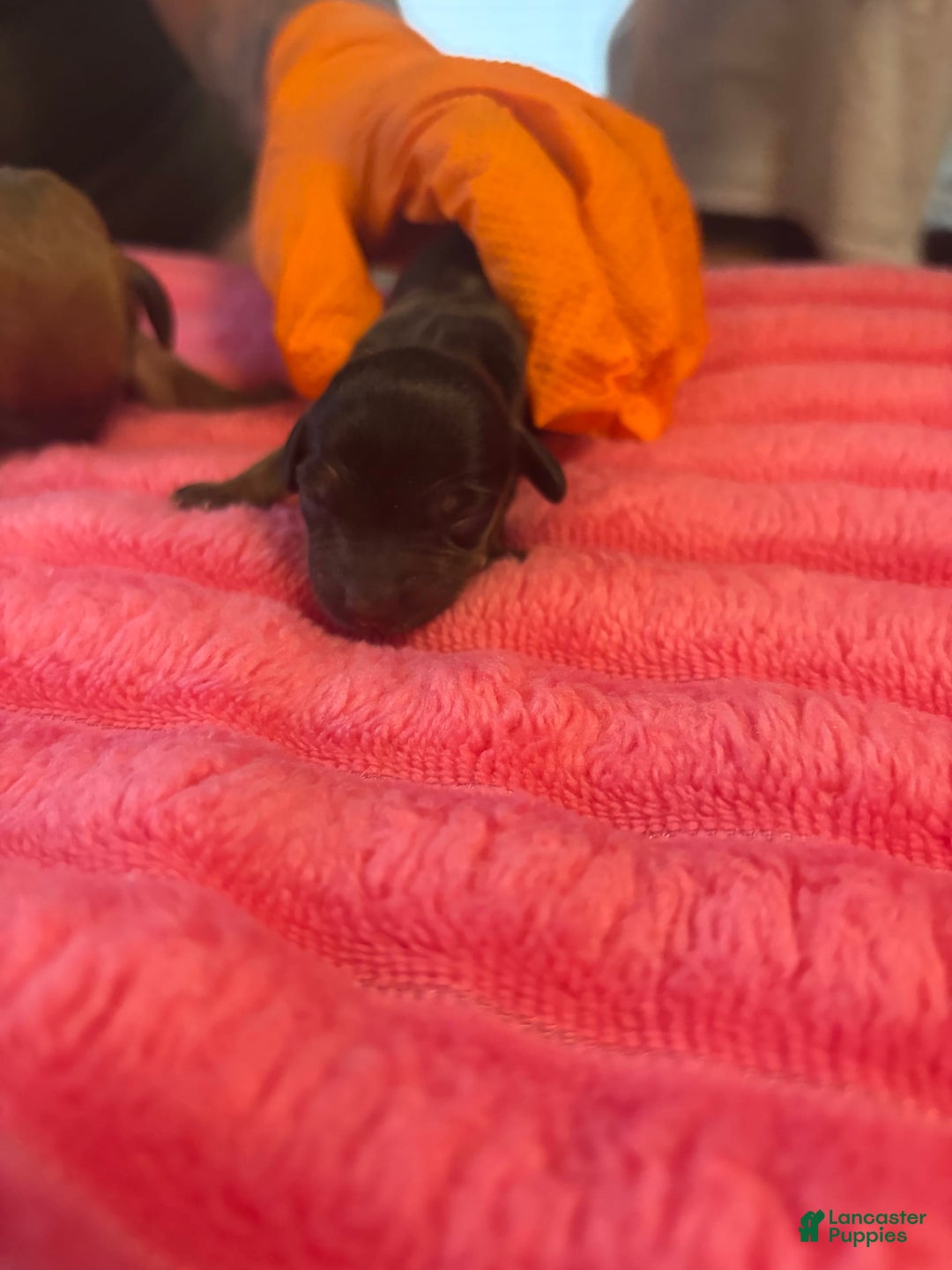 Dachshund dogs for sale: Reba - Image 1