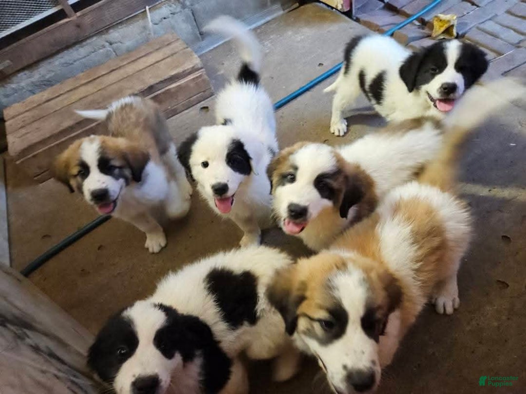 Great Pyrenees dogs for sale: Trish - Image 3