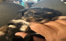 Yorkiepoo dogs for sale: Teacup Casey - Image 2