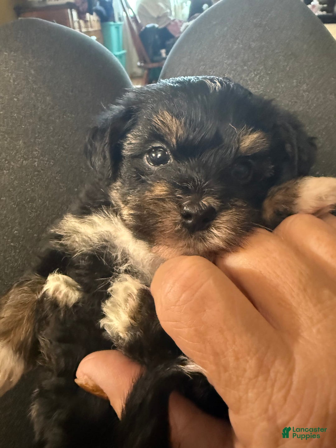 Yorkiepoo dogs for sale: Teacup Casey - Image 2