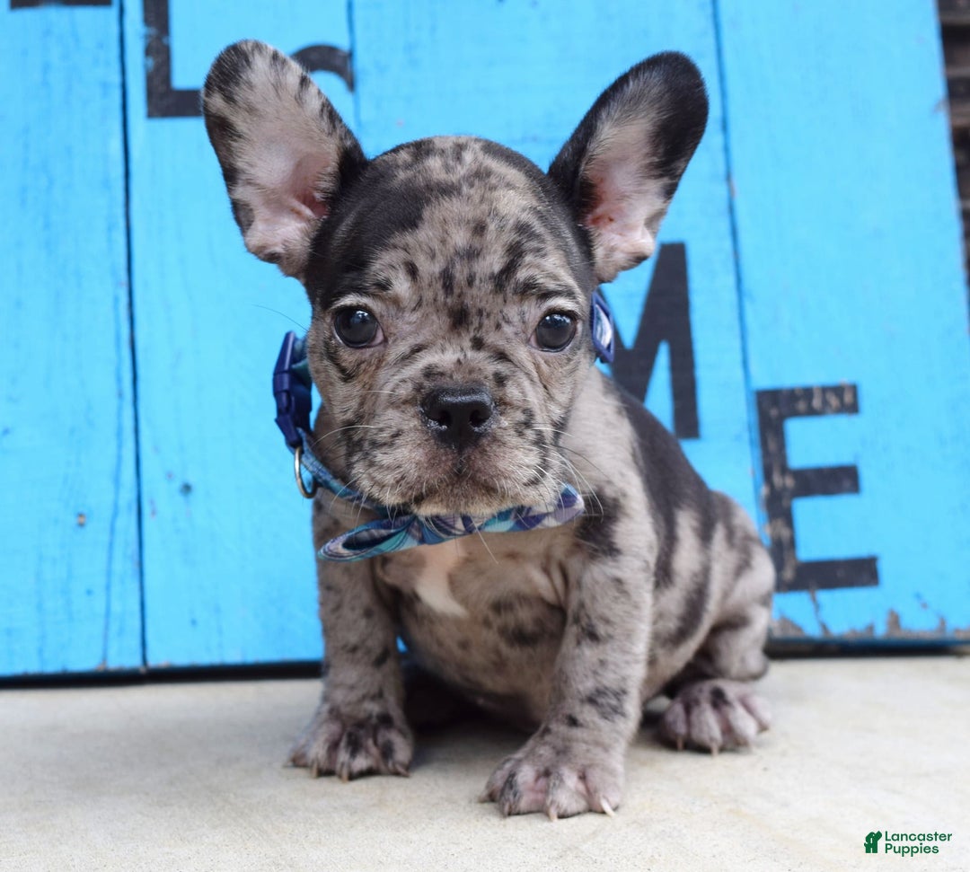 French Bulldog dogs for sale: Fletcher - Image 2