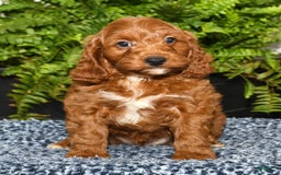 Cavapoo dogs for sale: Tommy - Image 2