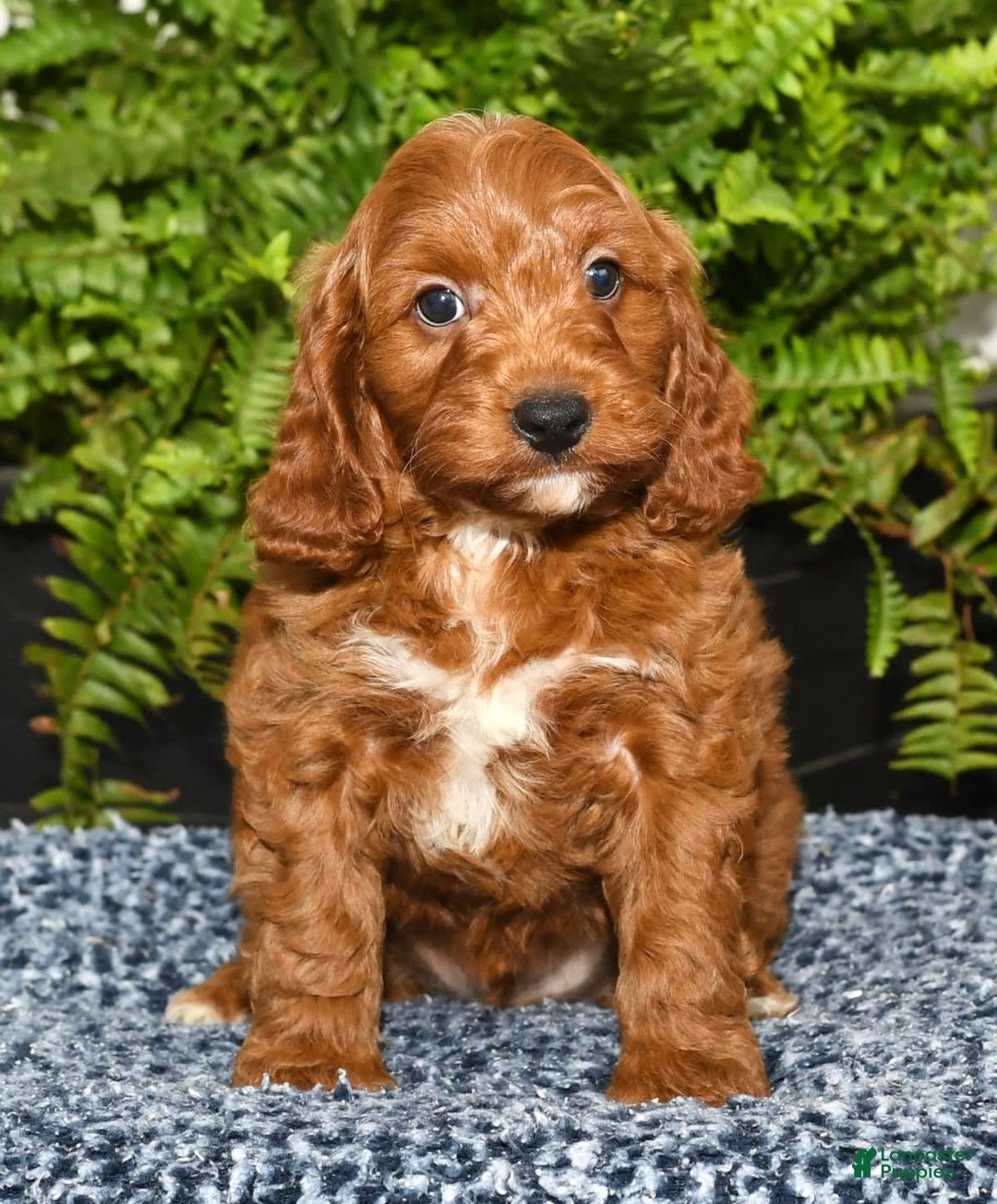 Cavapoo dogs for sale: Tommy - Image 2