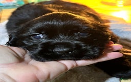 Cocker Spaniel dogs for sale: Black Male 1 - Image 2