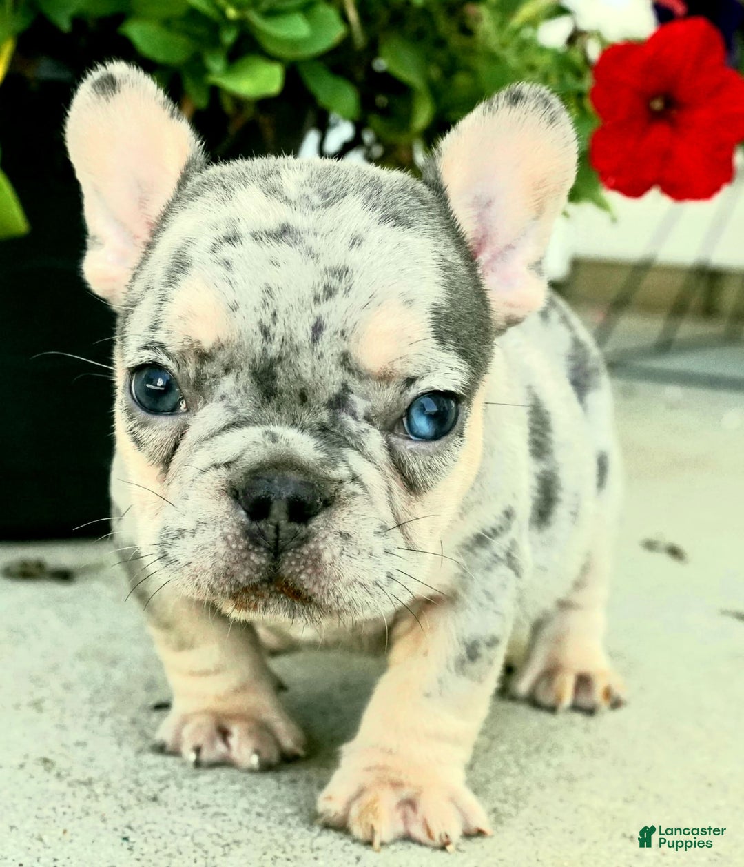 French Bulldog dogs for sale: Derrick - Image 1