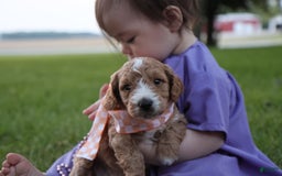 Mini Goldendoodle dogs for sale: Jasmine - Image 4