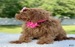 Mini Goldendoodle dogs for sale: Teresa - Image 6