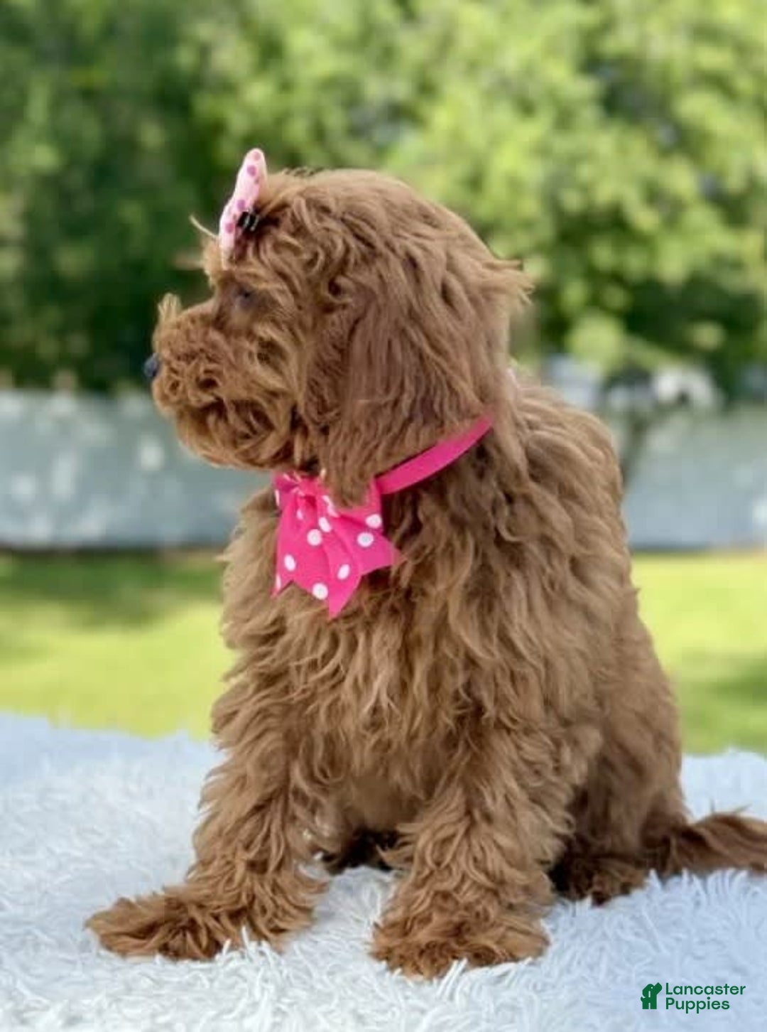 Mini Goldendoodle dogs for sale: Teresa - Image 6