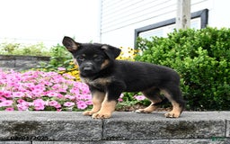 German Shepherd dogs for sale: Scarlet - Image 2