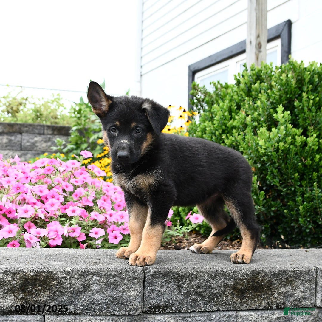 German Shepherd dogs for sale: Scarlet - Image 2