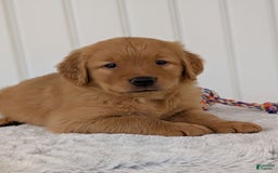 Golden Retriever dogs for sale: Porter - Image 13