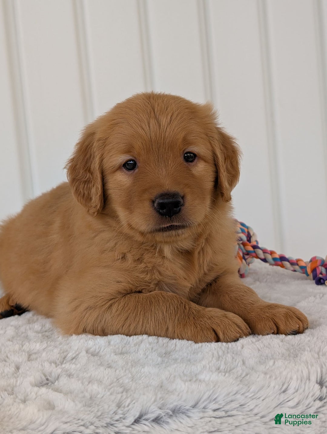 Golden Retriever dogs for sale: Porter - Image 13