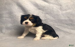 Cavalier King Charles Spaniel dogs for sale: Toby - Image 19