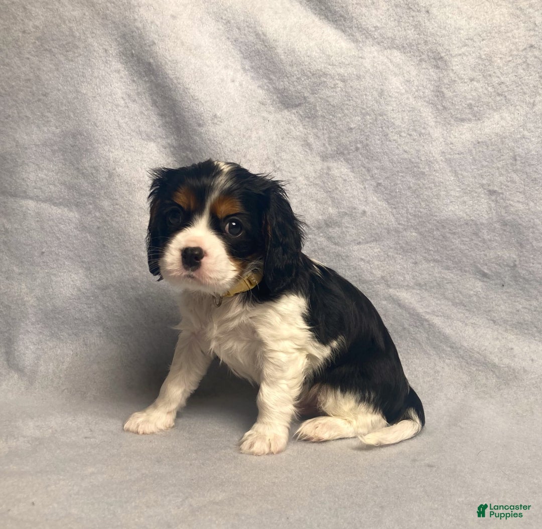 Cavalier King Charles Spaniel dogs for sale: Toby - Image 19