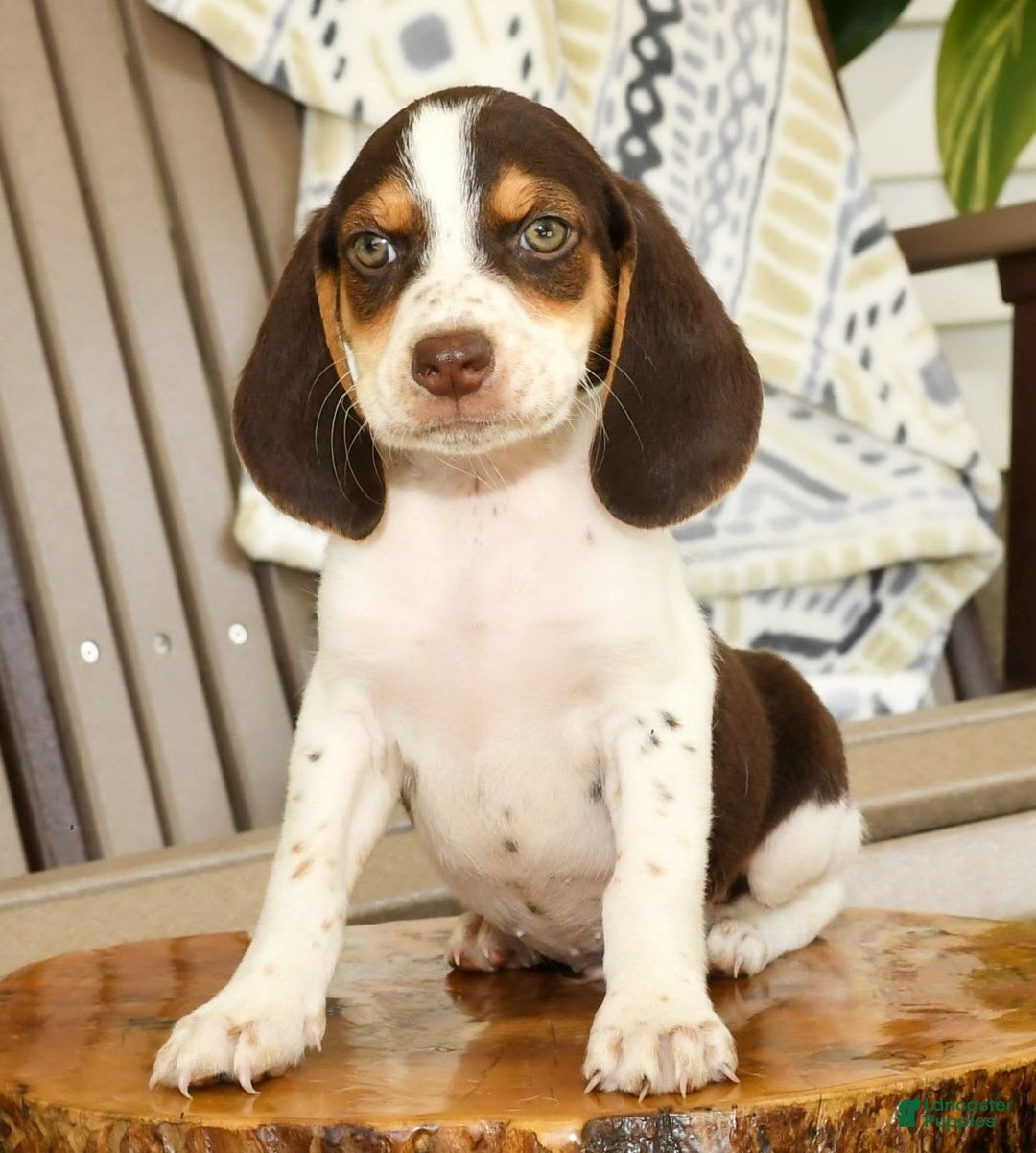 Beagle dogs for sale: Perry - Image 9