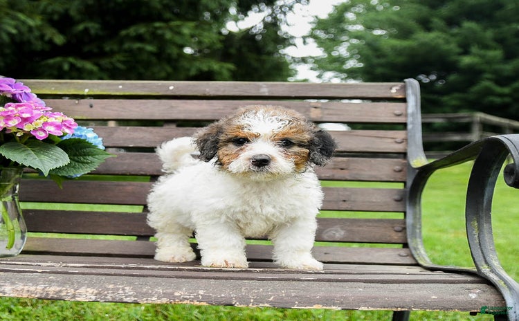 Mini Bernedoodle dogs for sale - Ad 2