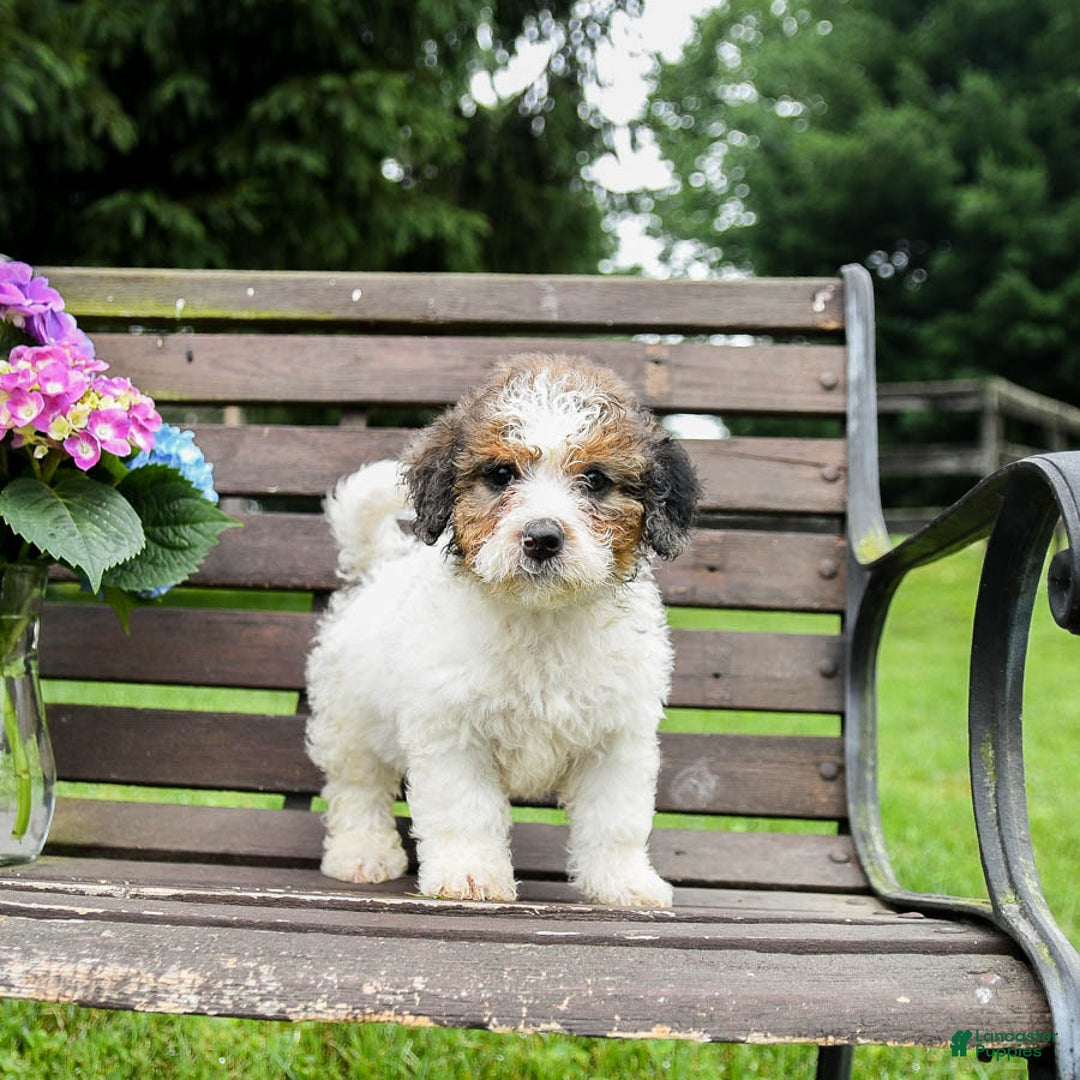 Mini Bernedoodle dogs for sale: Maggie - Image 8