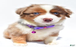 Miniature Australian Shepherd dogs for sale: Jane - Image 3