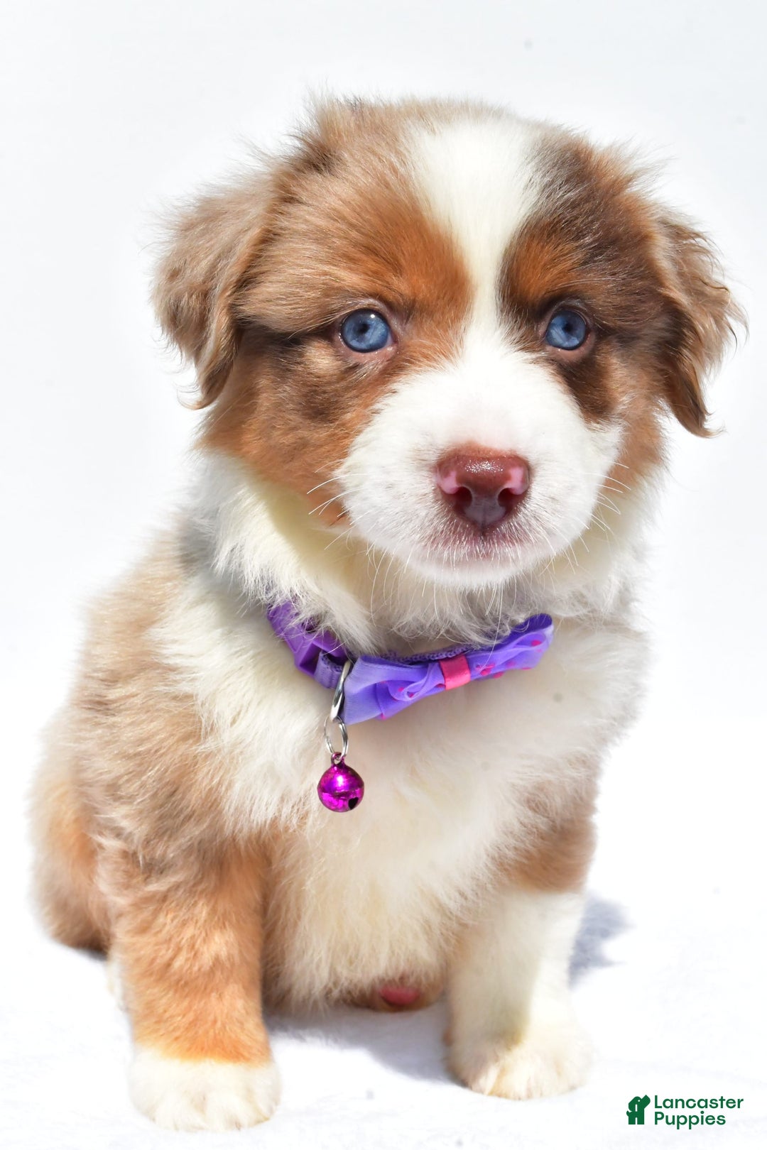 Miniature Australian Shepherd dogs for sale: Jane - Image 3