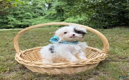Yorkshire Terrier dogs for sale: Daniel - Image 31