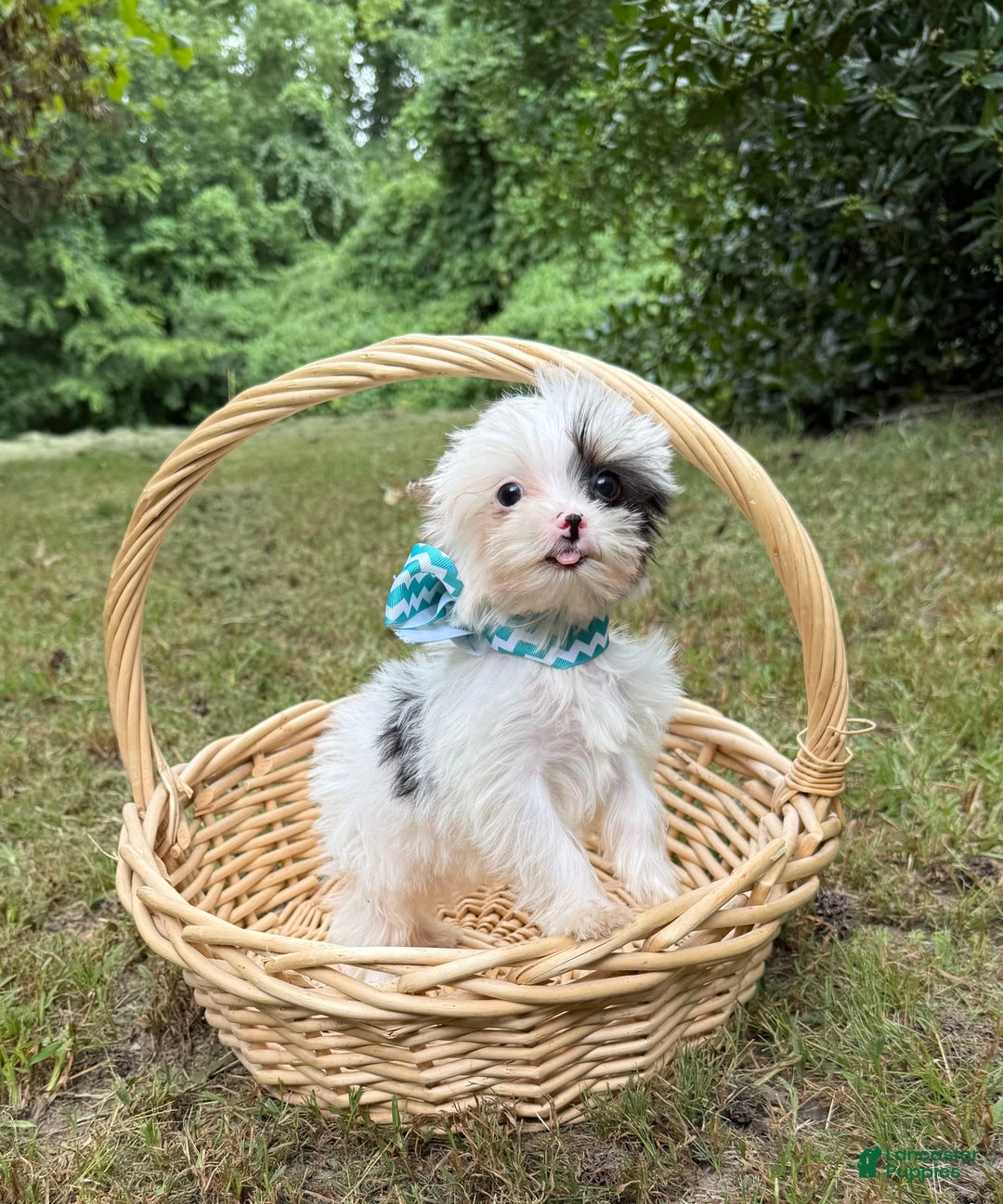 Yorkshire Terrier dogs for sale: Daniel - Image 31