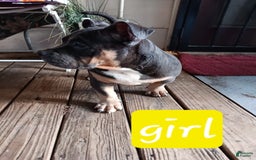 American Bully dogs for sale: Green Col - Image 5