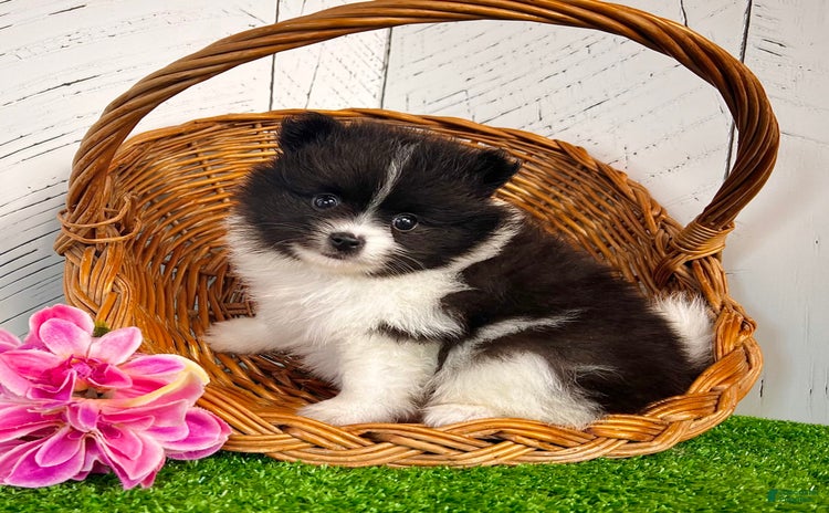 Pomeranian dogs for sale - Ad 3