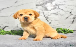 Mini Hippo dogs for sale: Brinley - Image 9