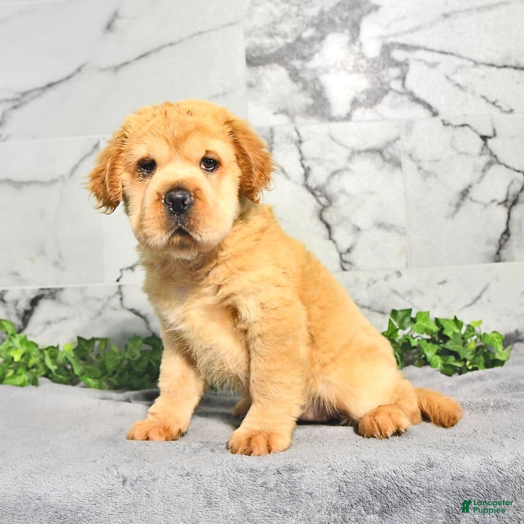 Mini Hippo dogs for sale: Brinley - Image 9
