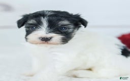 Havanese dogs for sale: Oneal - Image 3