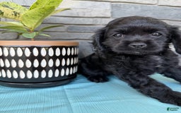 Cocker Spaniel dogs for sale: Tina - Image 6