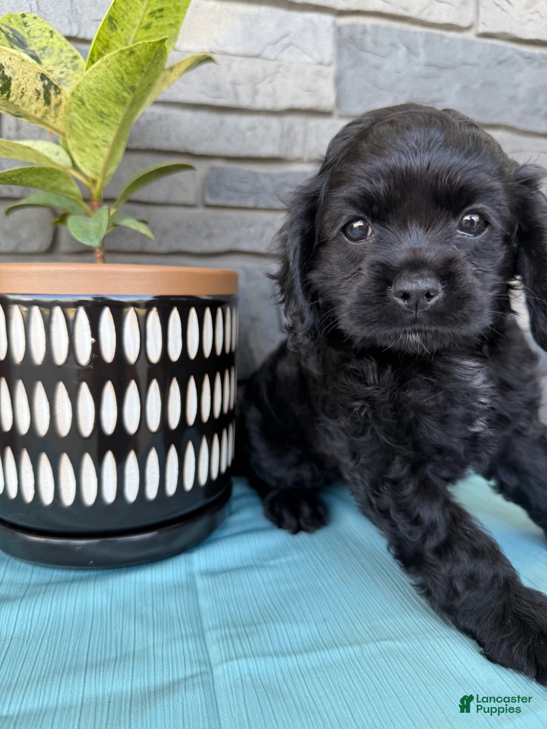 Cocker Spaniel dogs for sale: Tina - Image 6