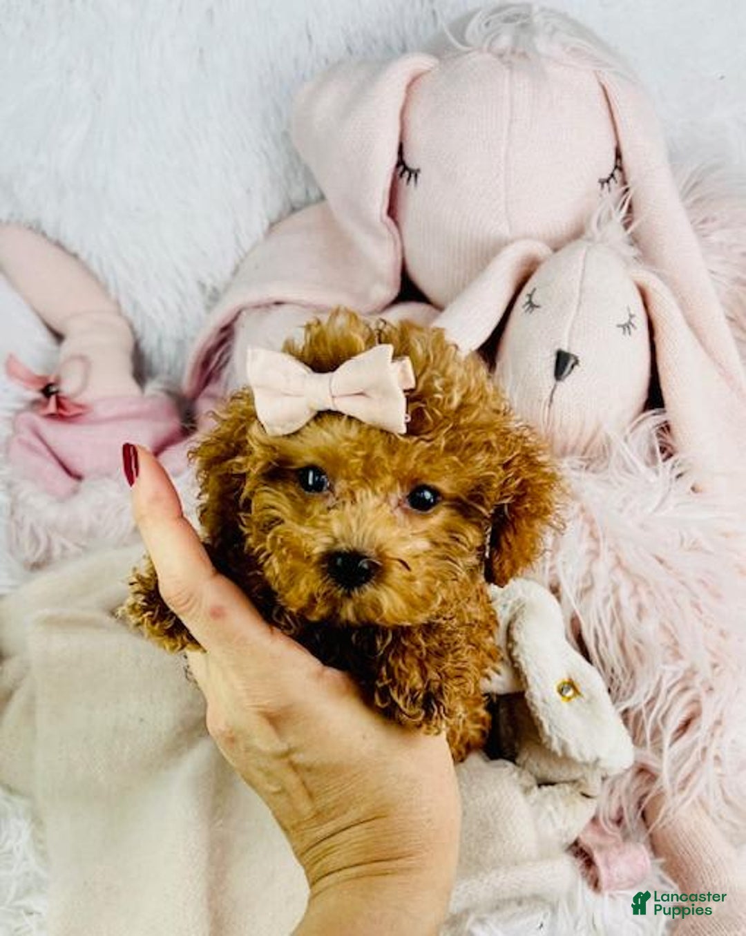 Toy Poodle dogs for sale: Panzy - Image 3