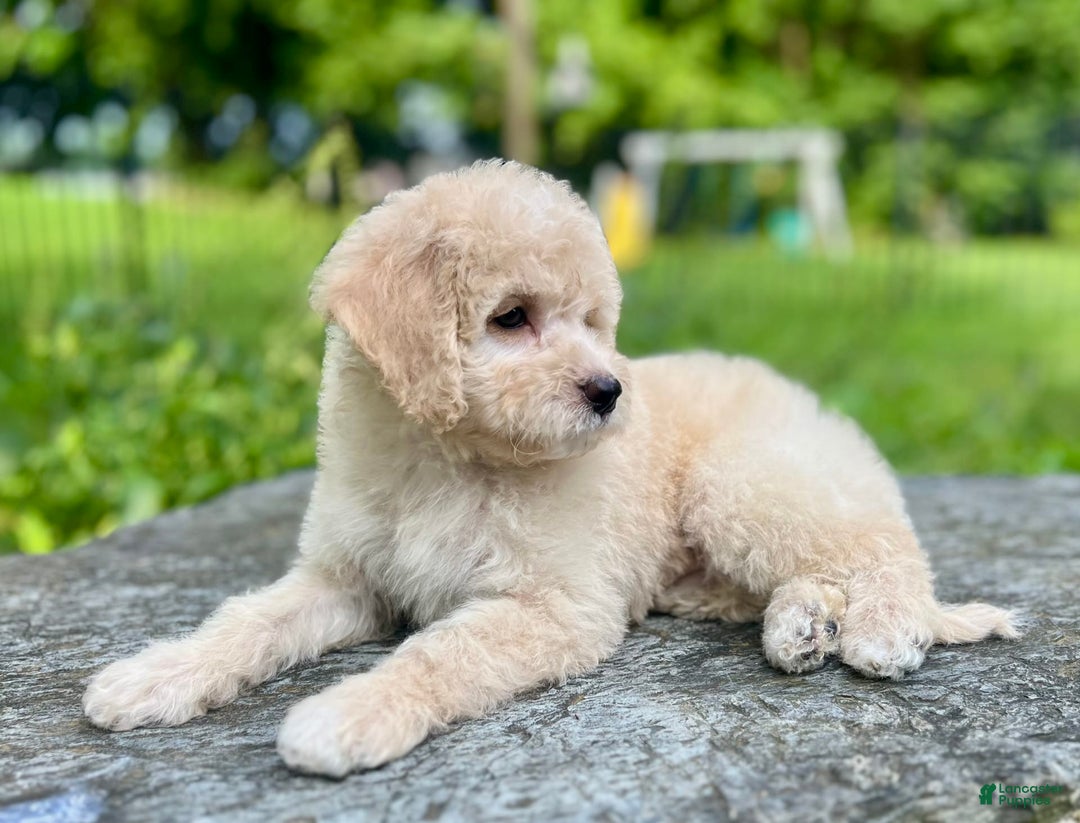 Mini Bernedoodle dogs for sale: Rocky - Image 4
