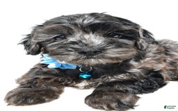 Cockapoo dogs for sale: Wanda - Image 2