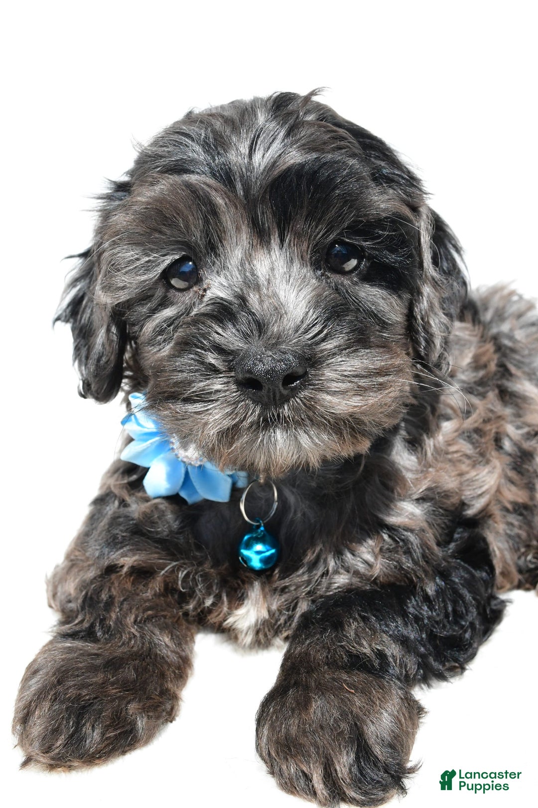Cockapoo dogs for sale: Wanda - Image 2