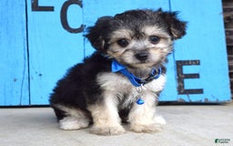 Morkie dogs for sale: Mason - Image 8