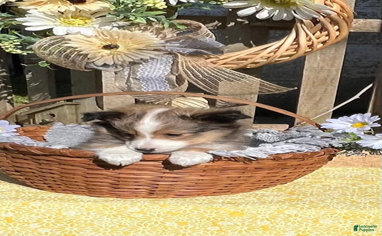 Shetland Sheepdog dogs for sale - Ad 4