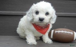 Cockapoo dogs for sale: Boomer - Image 3