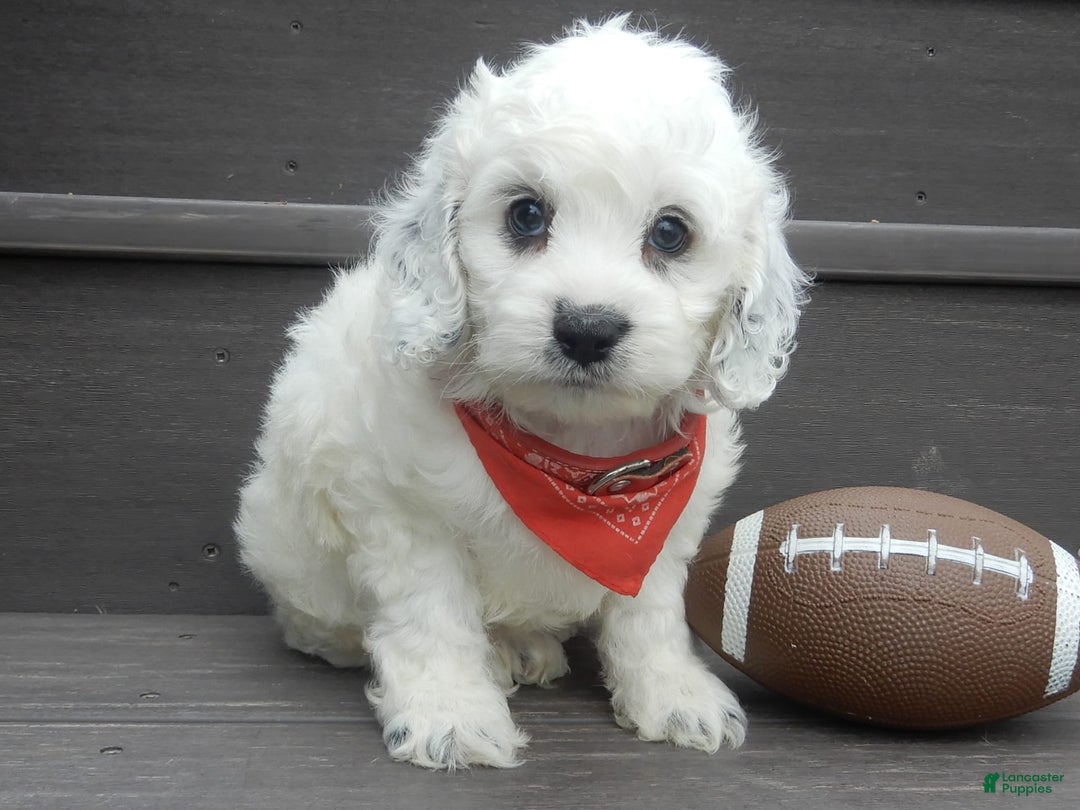 Cockapoo dogs for sale: Boomer - Image 3