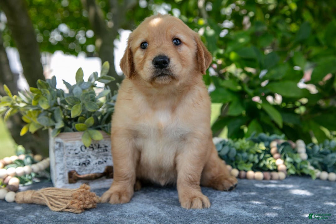 Golden Retriever dogs for sale: Lavender - Image 1