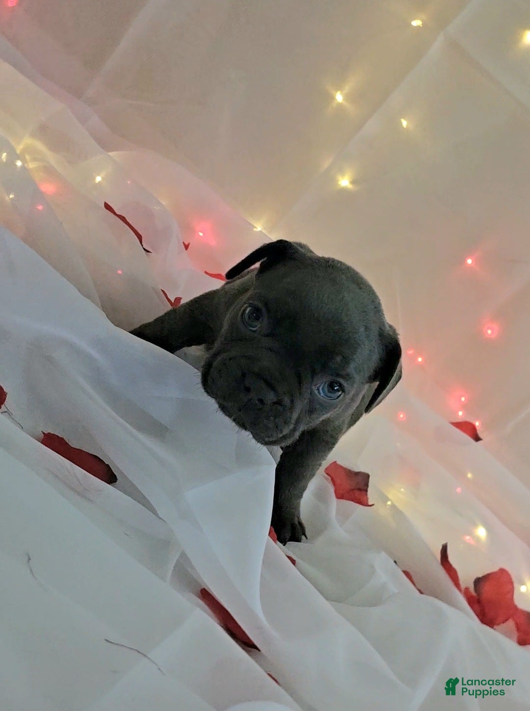French Bulldog dogs for sale: French Bulldog 5 puppies - Image 12