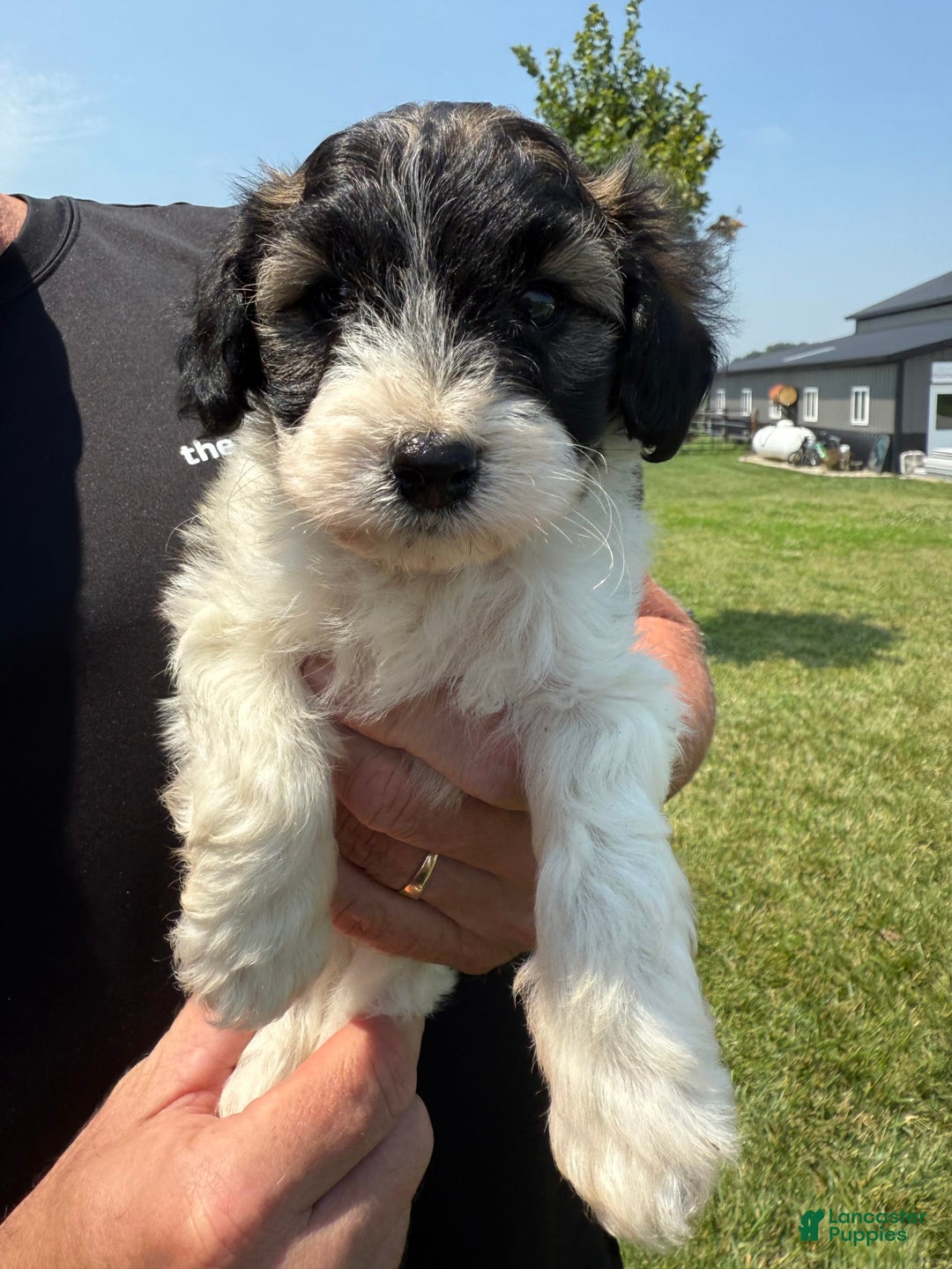 Teddy Bear dogs for sale: Evan - Image 7