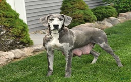 Great Dane dogs for sale: Ginger - Image 6