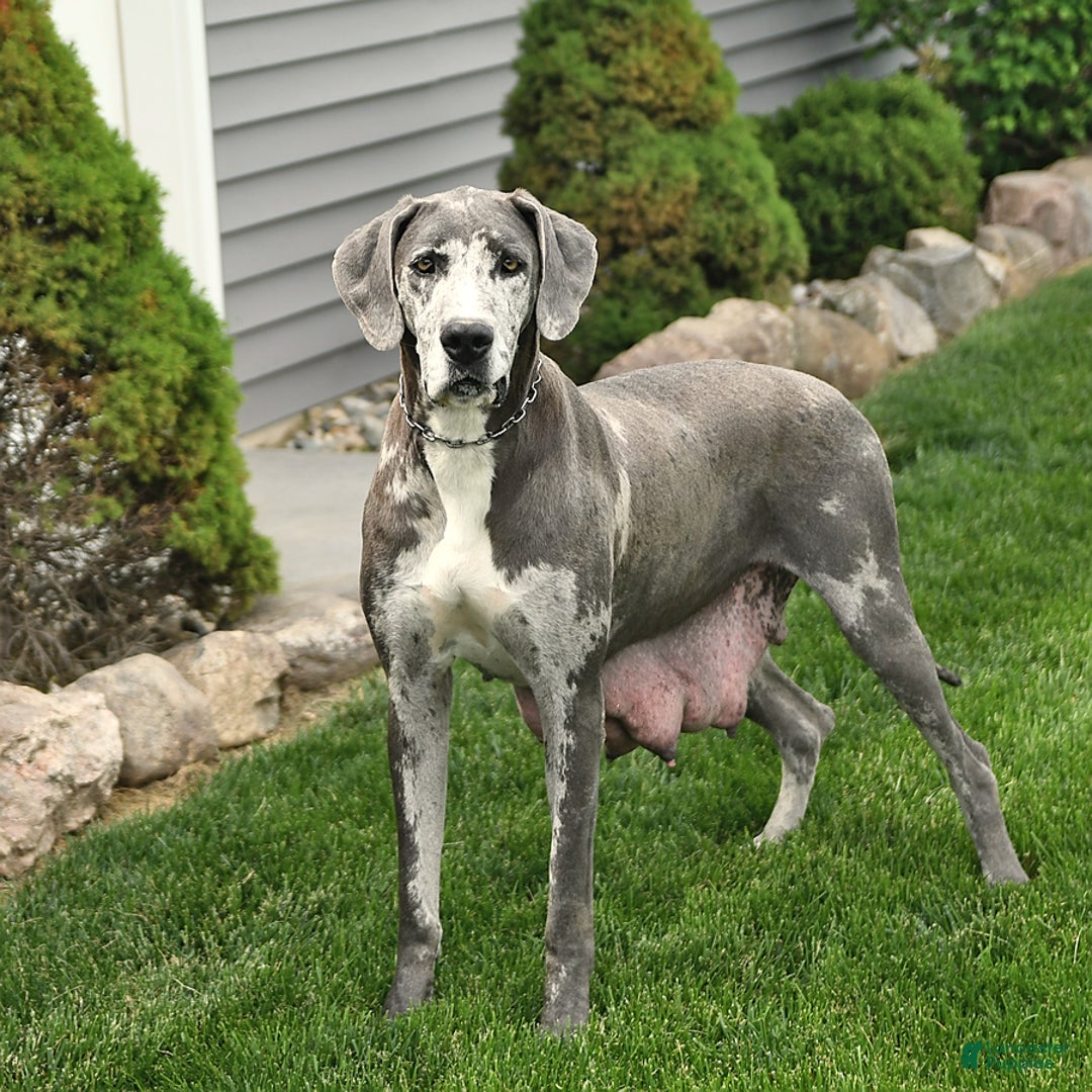 Great Dane dogs for sale: Ginger - Image 6