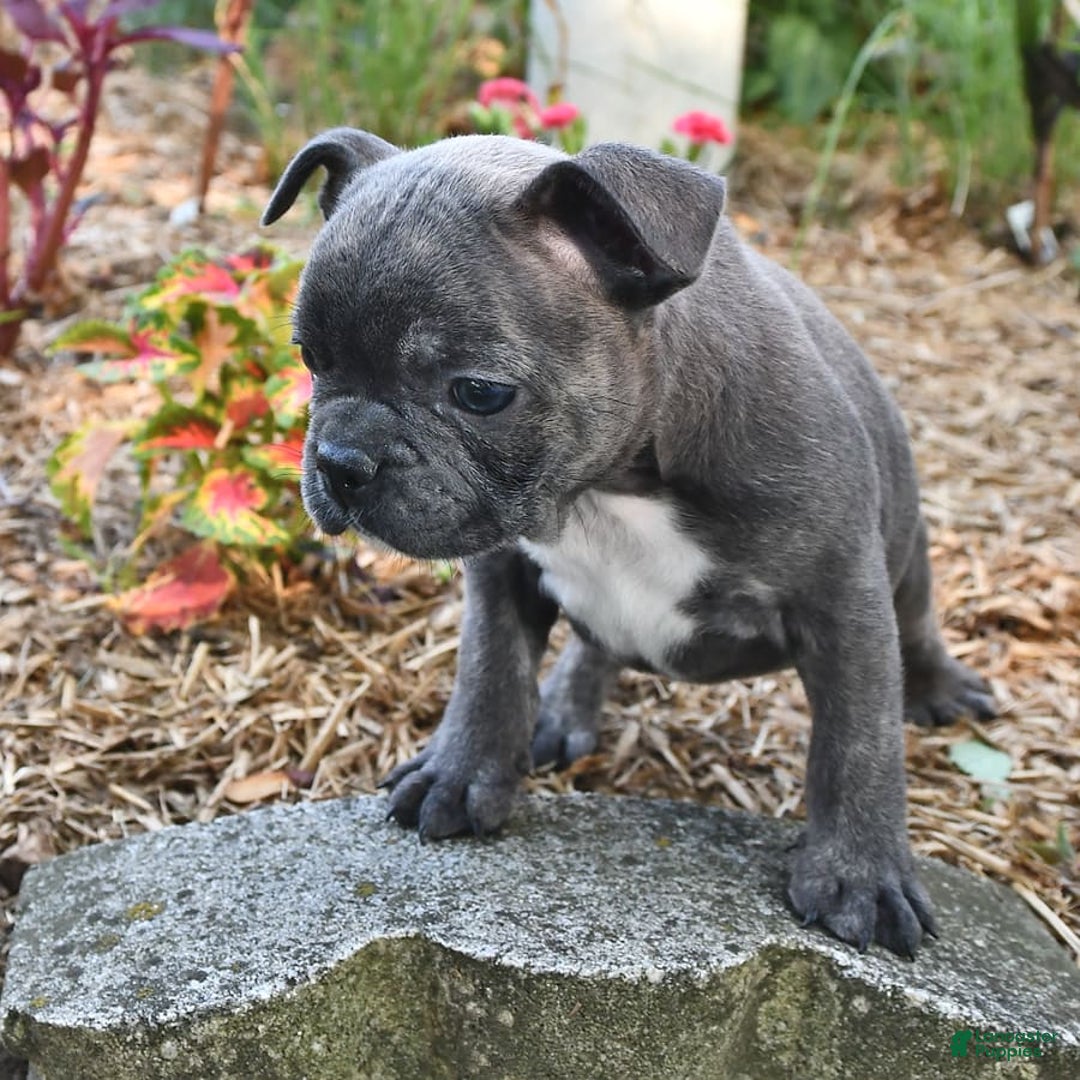 Frenchton dogs for sale: Twinkleberry - Image 9