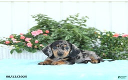 Miniature Dachshund dogs for sale: Nash - Image 3