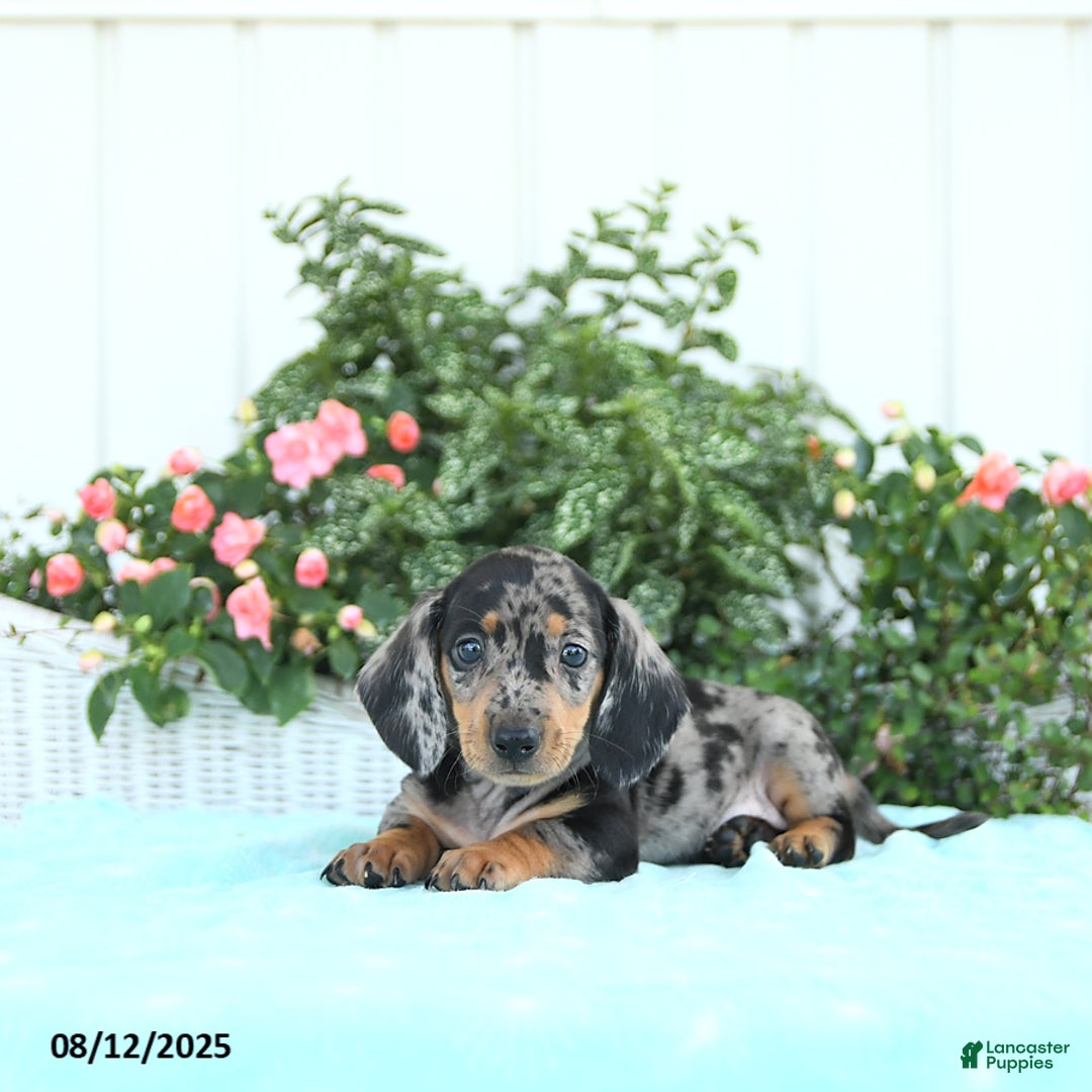 Miniature Dachshund dogs for sale: Nash - Image 3